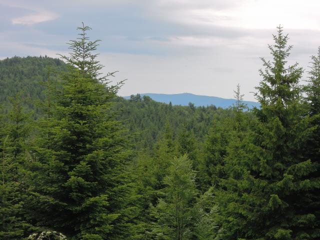 Krížna (V.Fatra) od Cabanky