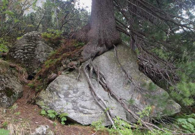 Strom nebo skála